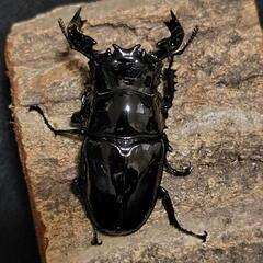「お取引中…」タランドゥスツヤクワガタ 成虫ペアの画像