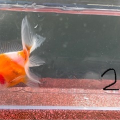 【NO.2】元気な金魚、1匹の画像