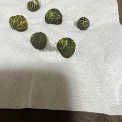 ニナ貝の画像