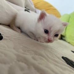 生後2週間子猫ちゃん(まだまだ募集しています！)