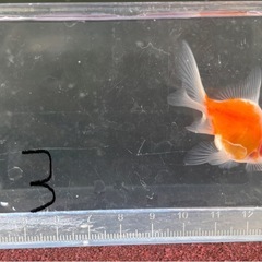 【NO.3】元気な金魚、1匹の画像