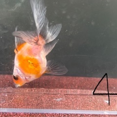 【NO.4】元気な金魚、1匹の画像