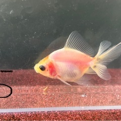 【NO.5】元気な金魚、1匹の画像