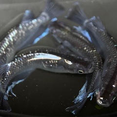 メダカ　ミッドナイトフリル　稚魚　10匹の画像