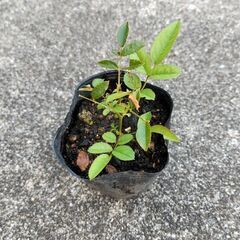 房咲き バラの画像