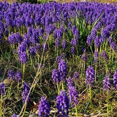 ムスカリの球根 中サイズの画像