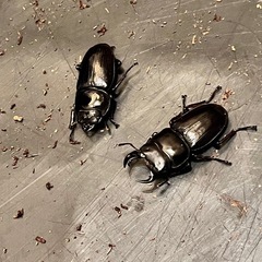 国産オオクワガタの画像