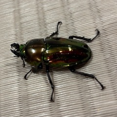 ニジイロクワガタ（成虫ペア）の画像