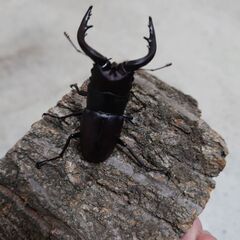 ノコギリ大型水牛ペア ♂65mmオマケ付きの画像