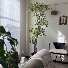 観葉植物　ベンジャミン 高さ約180センチの画像