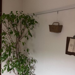 観葉植物　ベンジャミン 高さ約180センチの画像