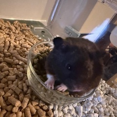 遠方への引越しにより急募！！