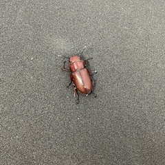 （♂♀♀）カツラホソアカクワガタの画像