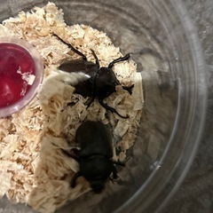 国産カブト虫ペアの画像