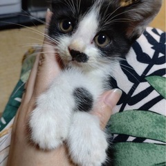 生後2ヶ月♡甘えん坊の白黒くん♡子猫