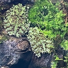 ベトナムコケガエル
の画像