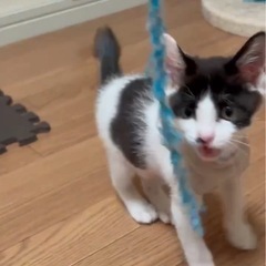 可愛い白黒の女の子♡生後2〜3ヶ月♡子猫