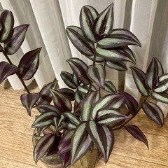 植物　観葉植物　トラディスカンティアセブリナ　の画像