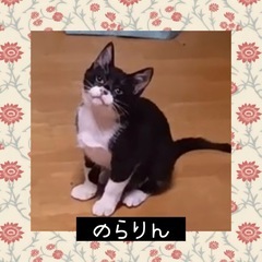 トライアル決定❤️3ヶ月の女の子