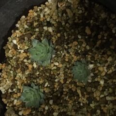 🩷 特別待遇無料品　２９以下男女（女性最優先）　若者応援品　多肉植物ミニミニセンペルビウム観葉植物🪴　高級店で購入　子株できたのでそれですの画像
