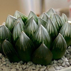 ハオルチアの画像