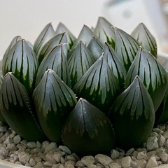 ハオルチアの画像