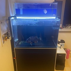 アクリル水槽セット&生体の画像