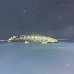 アクリル水槽セット&生体の画像