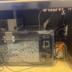 アクリル水槽セット&生体の画像