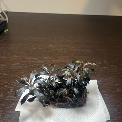 ブセファランドラ4株【大きめ】の画像