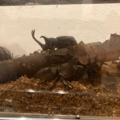 津市産天然カブトムシオスメス☆多数居ます☆の画像