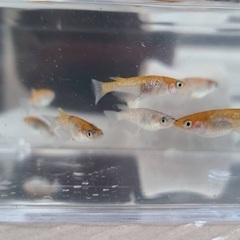 【取引中】選べる　メダカ　稚魚　10匹セット　500円〜の画像