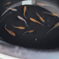 【取引中】選べる　メダカ　稚魚　10匹セット　500円〜の画像