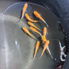 【取引中】選べる　メダカ　稚魚　10匹セット　500円〜の画像