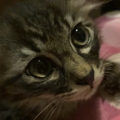 長毛の兄妹3ヶ月 - 猫