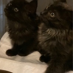 長毛の兄妹3ヶ月
