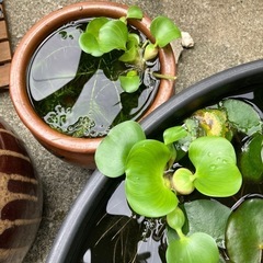 ☆0円で差し上げます☆ホテイ草の画像