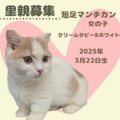 🍀短足マンチカン🍀おんなのこ🩷4ヶ月🐱素敵な出会い待ってま…