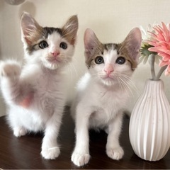 【7/26更新】沖縄出身の６匹の子猫たち☆初期医療済み