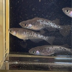 受付中🔴幼魚～若魚10匹 ブラックダイヤ オロチにラメが入っためだか 人気のメダカの画像