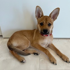 助けてください