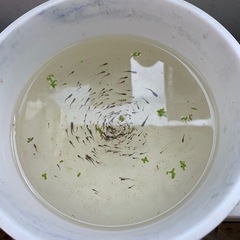 メダカ稚魚各種10匹の画像