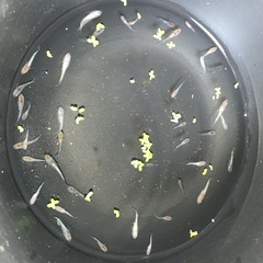 メダカ稚魚各種10匹の画像