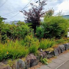 日本庭園の石、樹木、池作り用に。の画像