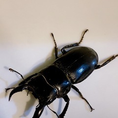 クワガタ🪵先着の画像