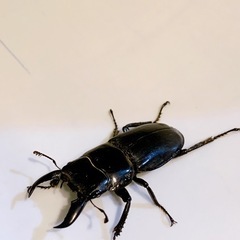 クワガタ🪵先着の画像