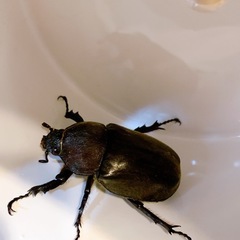 カブトムシ🪵先着の画像