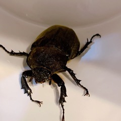 カブトムシ🪵先着の画像