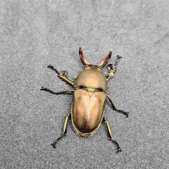 パプアキンイロクワガタ【成虫ペア】の画像