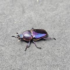 パプアキンイロクワガタ【成虫ペア】の画像